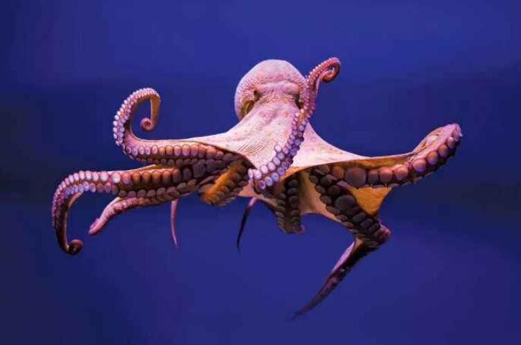 章魚有幾隻腳