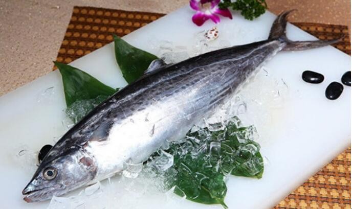 馬鮫魚的營養價值有哪些