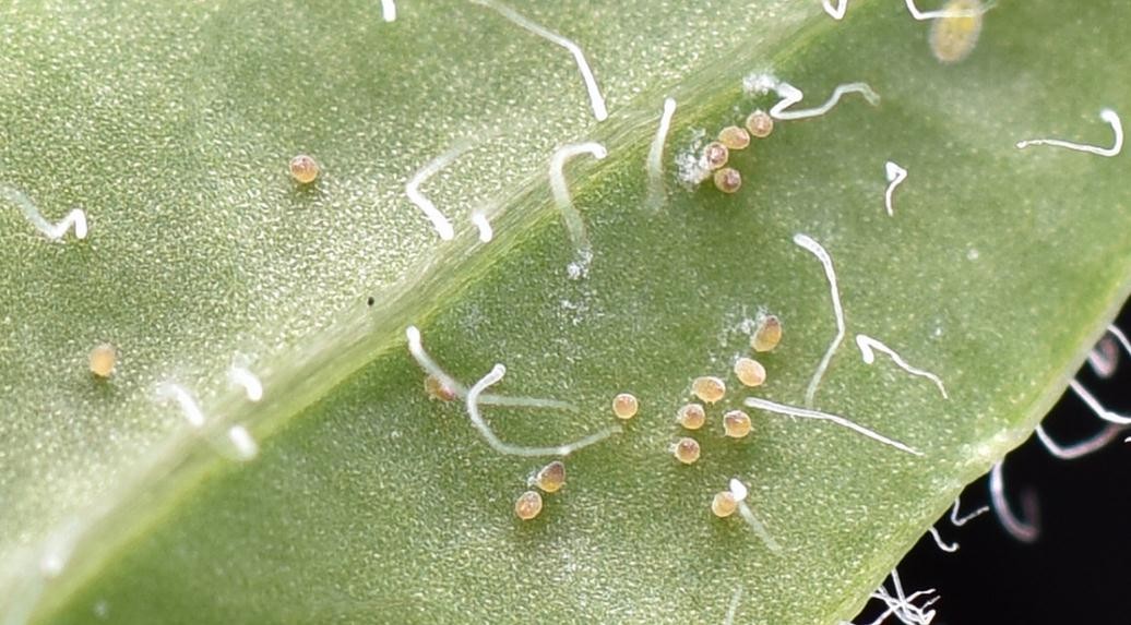果樹蚜蟲用什麼藥