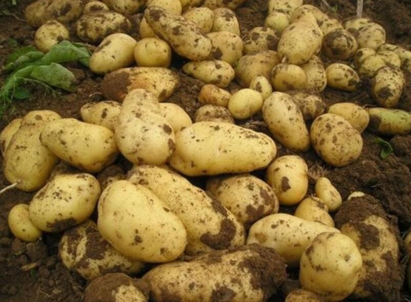 土豆什麼時候種好