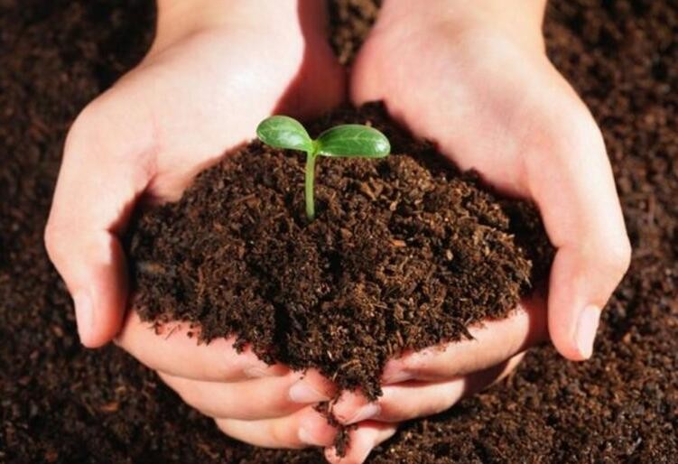 酸性土壤適合種植什麼樹