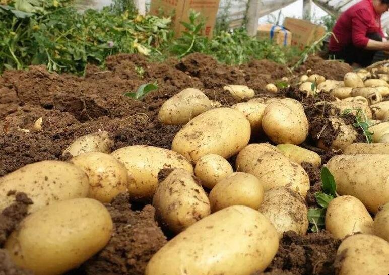 馬鈴薯冬季種植註意哪些事項