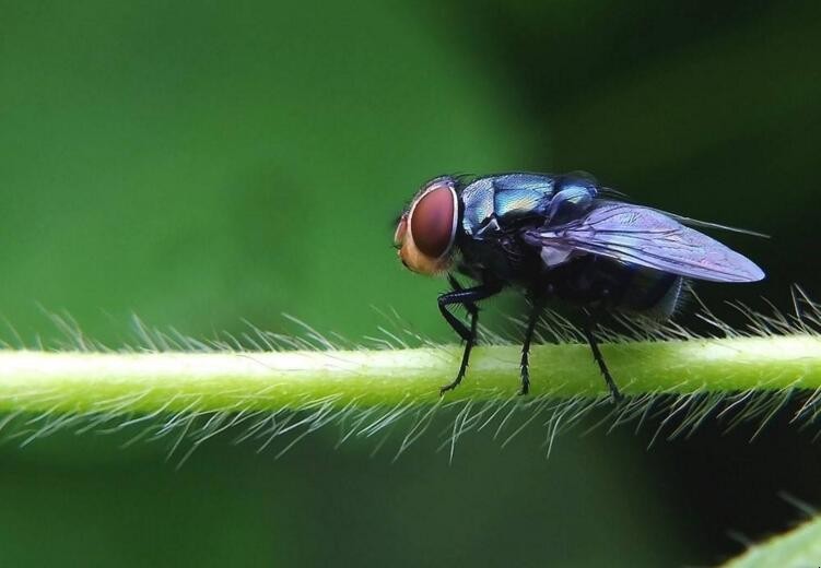 蒼蠅的天敵是什麼