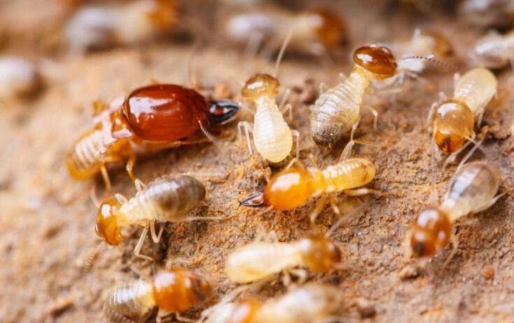 白蟻該怎麼防治