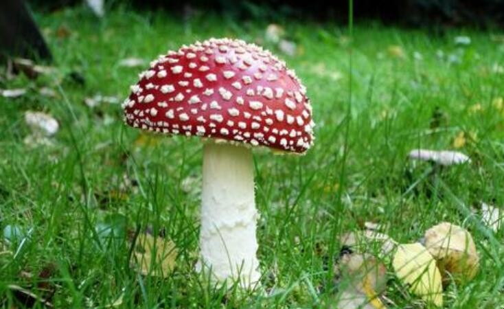 怎麼辨別真假紅蘑菇