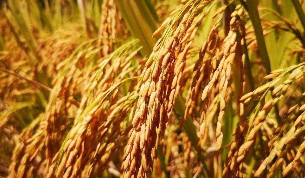公稻子是怎麼形成的
