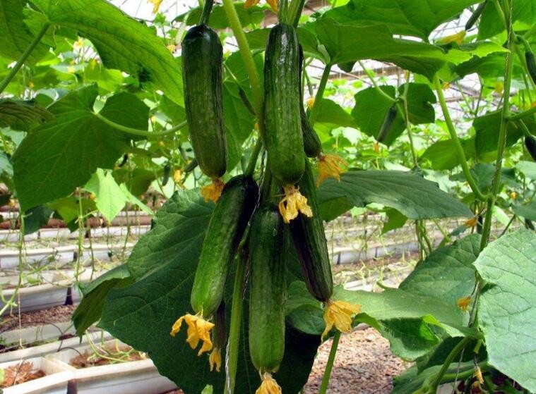 如何提高黃瓜的種植效益