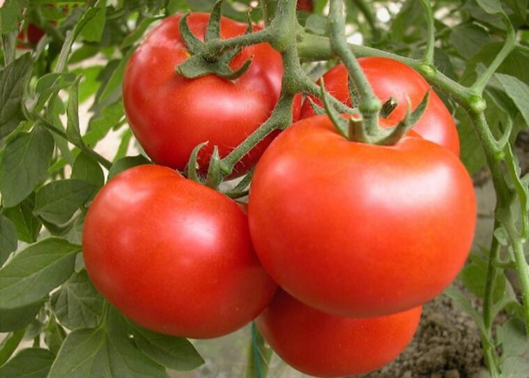 番茄該怎麼貯藏保鮮