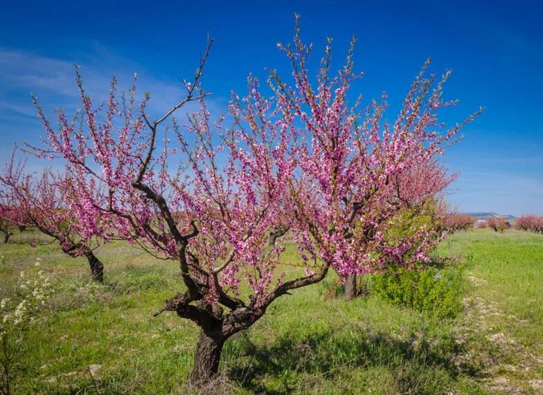 桃樹花期可以澆水嗎