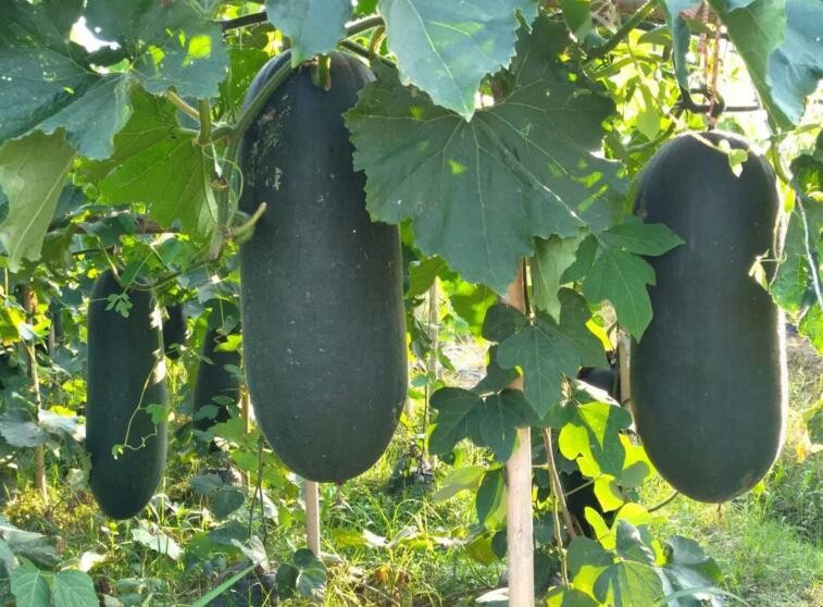 黑皮冬瓜怎麼栽種