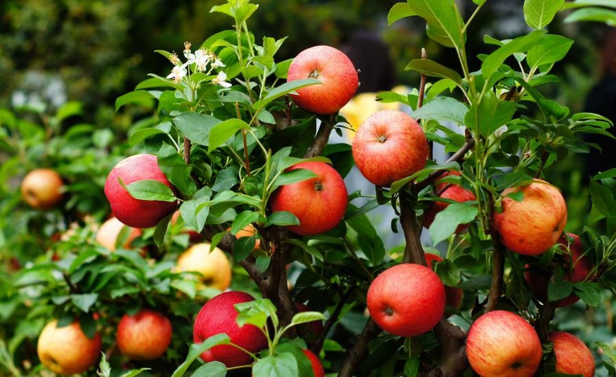 蘋果幾種主要害蟲是什麼