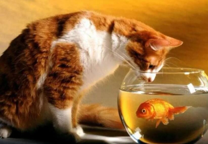 貓吃魚為什麼不怕刺