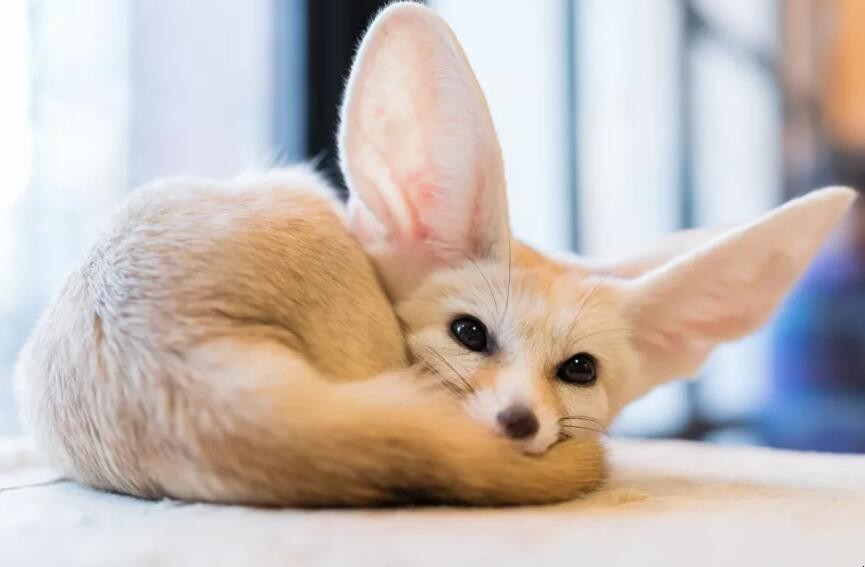 動物的耳朵有什麼作用和特點