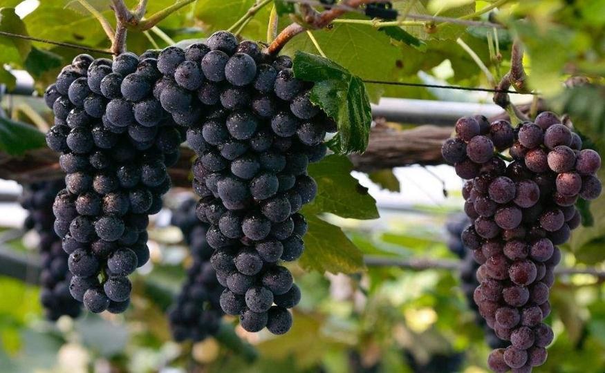 黑巴拉多葡萄種植技術有哪些