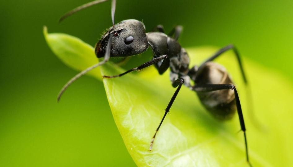 種的菜上有螞蟻怎麼辦