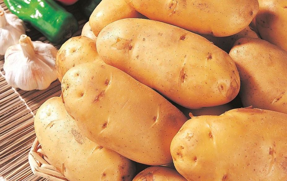 土豆水培如何種植