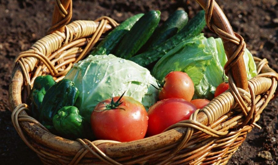怎樣種植綠色蔬菜