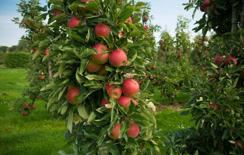 蘋果樹什麼品種好