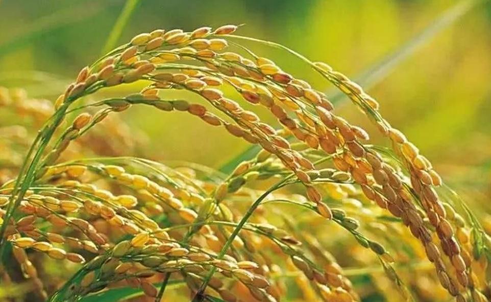 什麼是雜交水稻