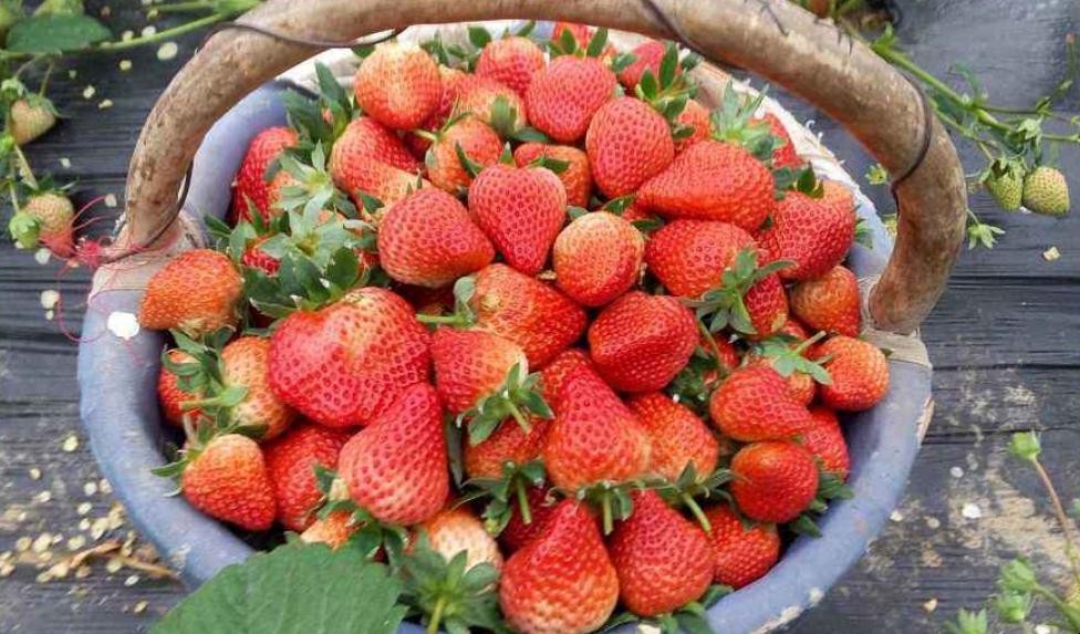 奶油草莓怎麼種植
