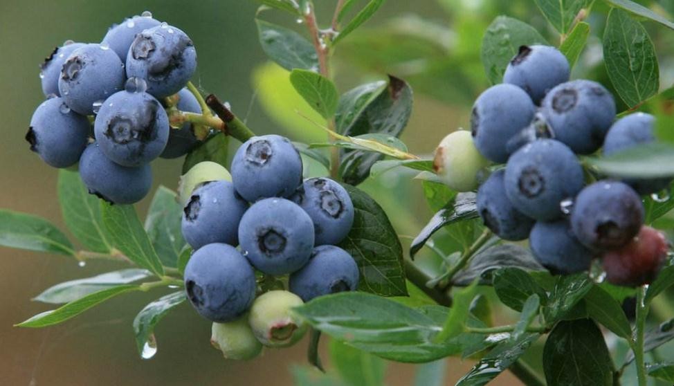 藍莓是什麼季節的水果