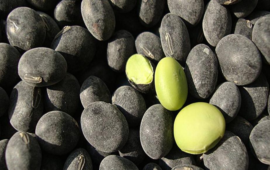 綠心黑豆是轉基因的嗎