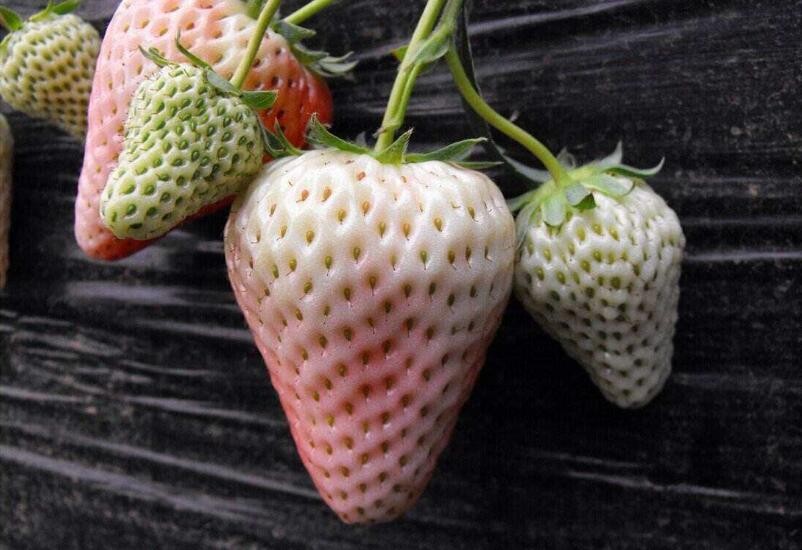 菠蘿莓和白草莓有什麼區別