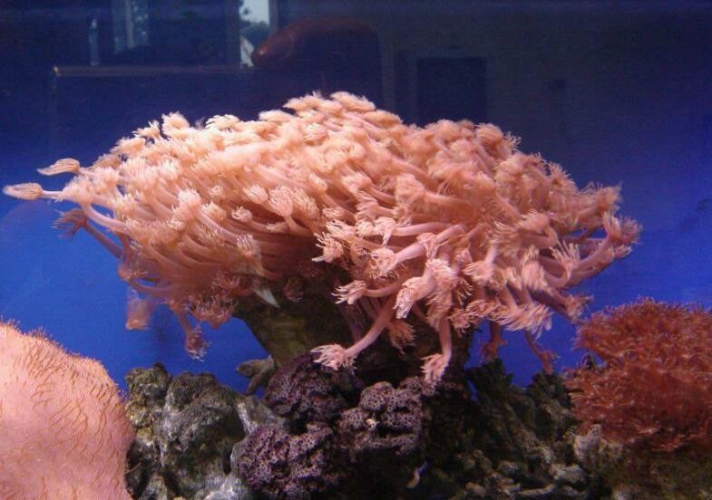 珊瑚有哪些種類