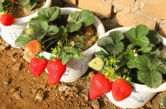 草莓苗如何種植