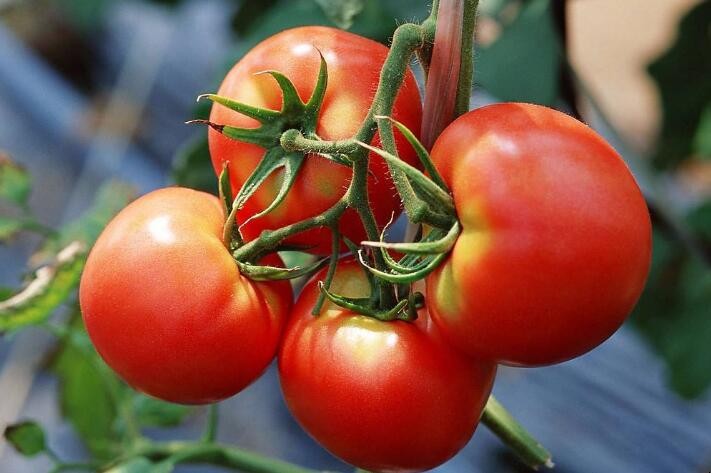 番茄種植技術是什麼