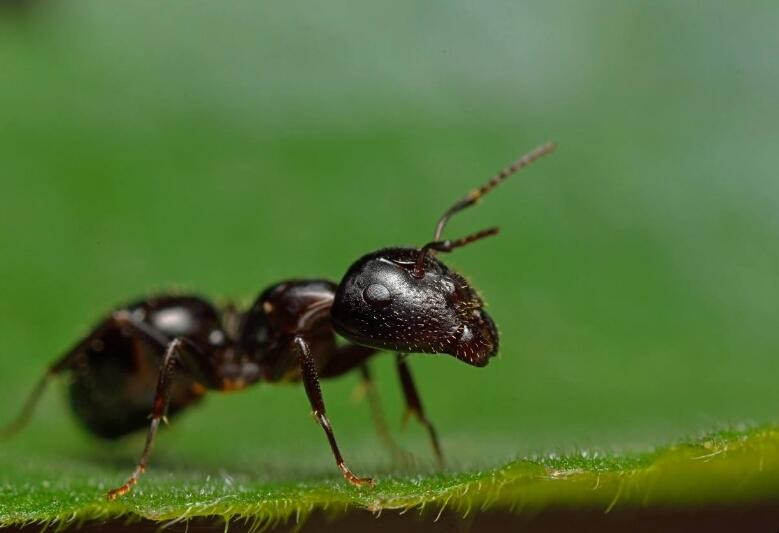 螞蟻怕什麼東西