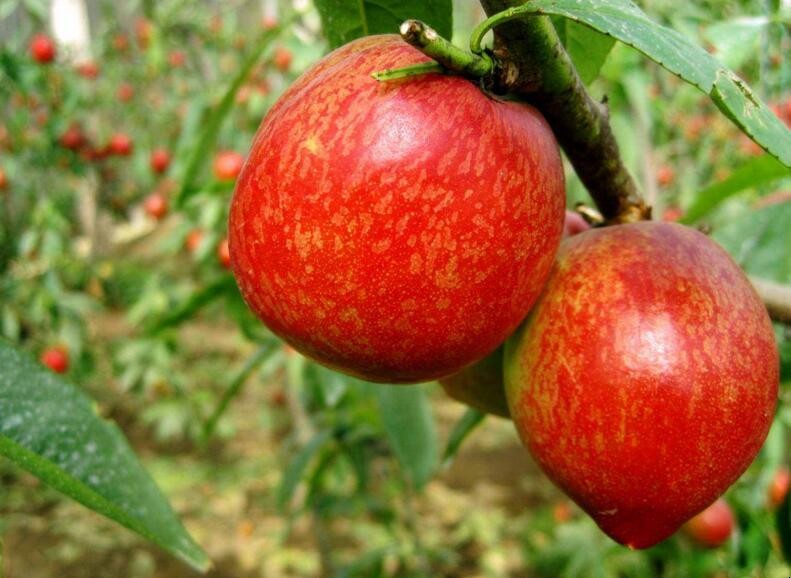 油桃和毛桃的區別是什麼