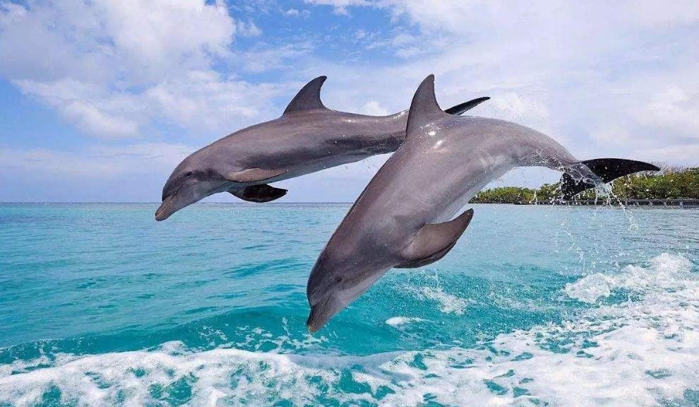 海豚是什麼動物類型