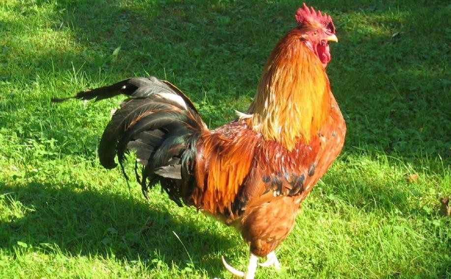 雞的養殖方法有哪些