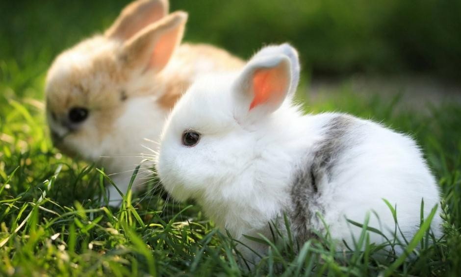 兔子從出生到出欄要多久