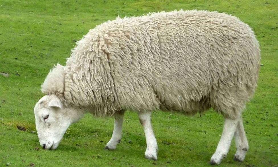 如何辨別羊毛的真假