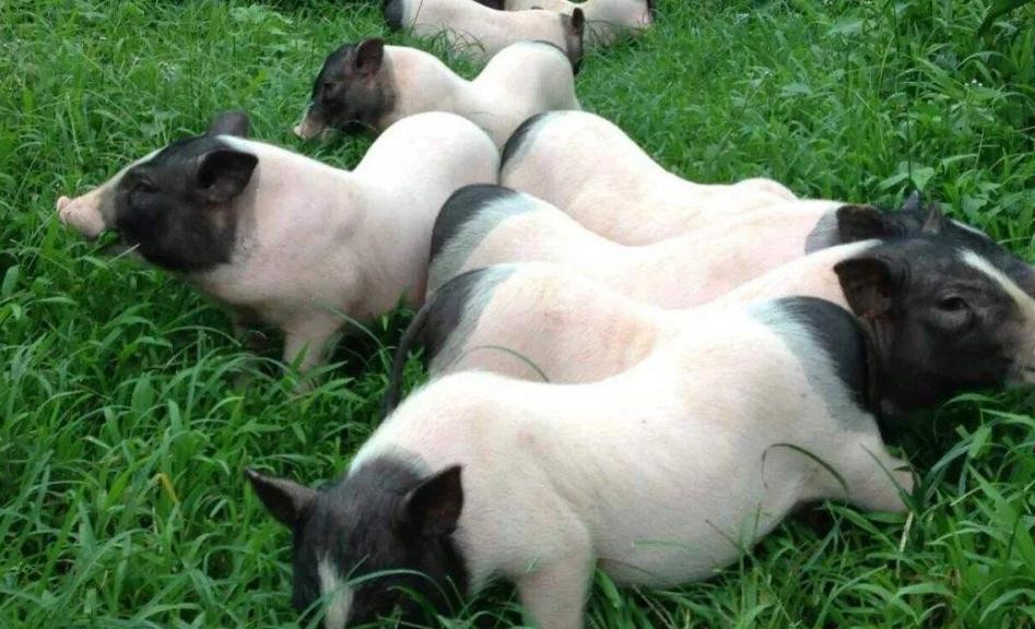 巴馬香豬養殖方法有哪些