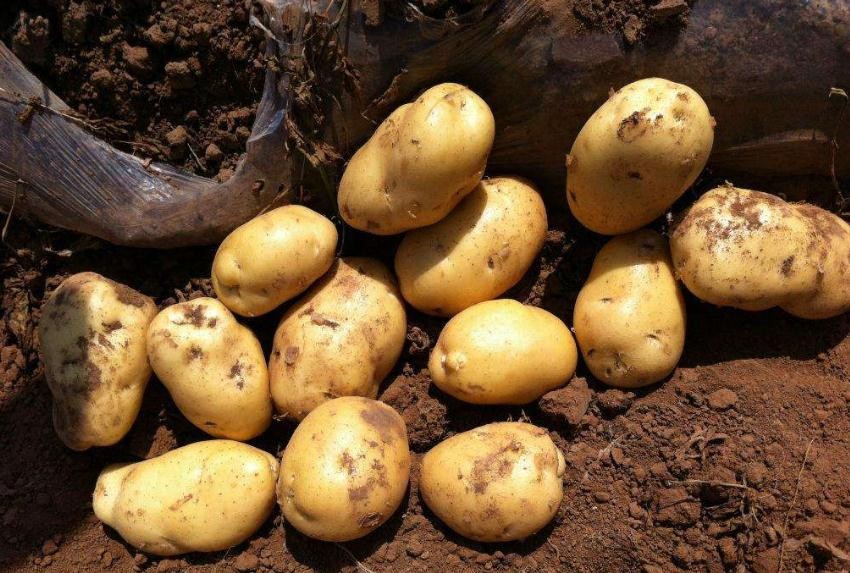 怎樣種植土豆高產