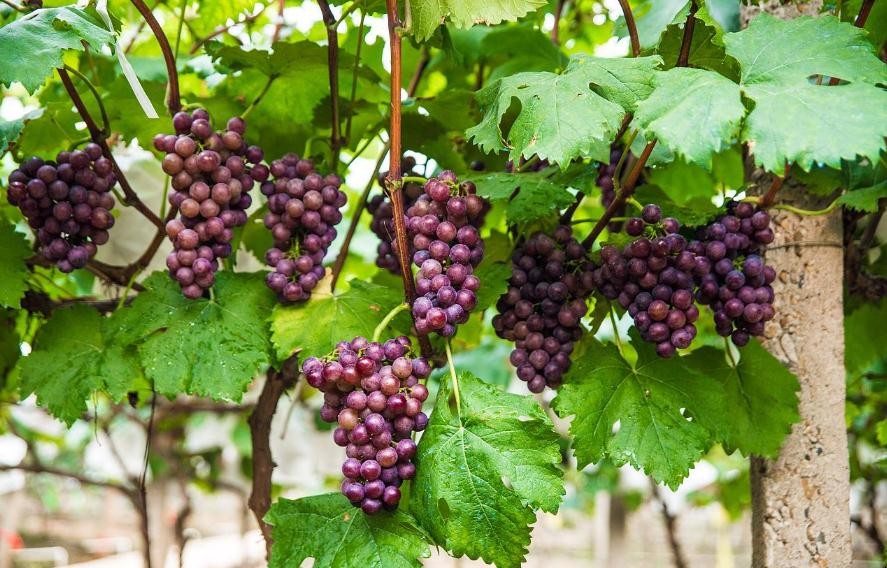 傢中庭院可以種葡萄嗎