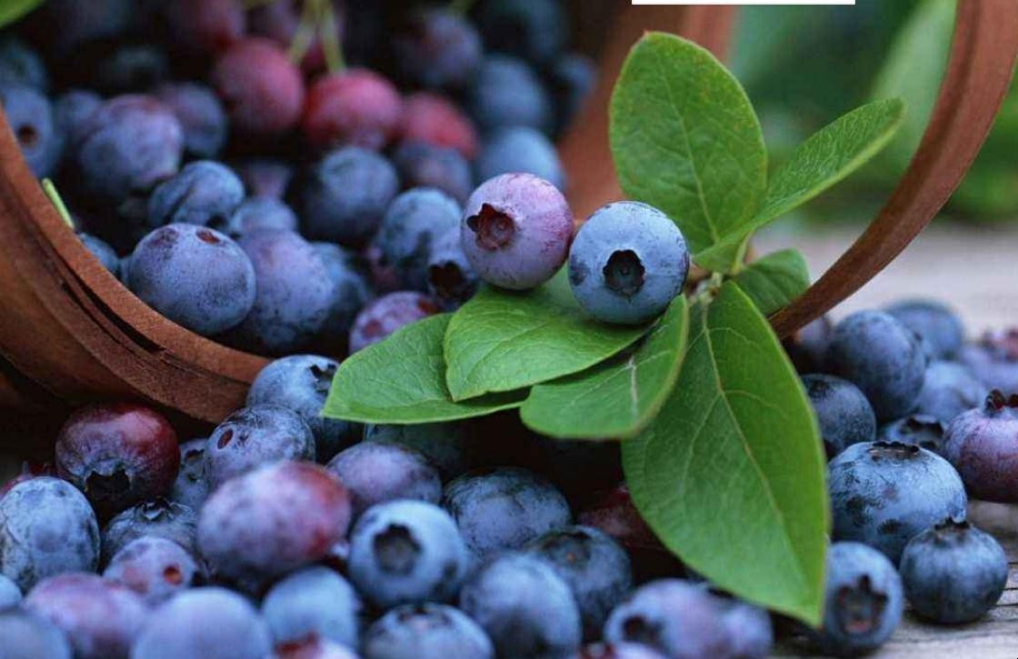 藍莓種植要滿足哪些條件