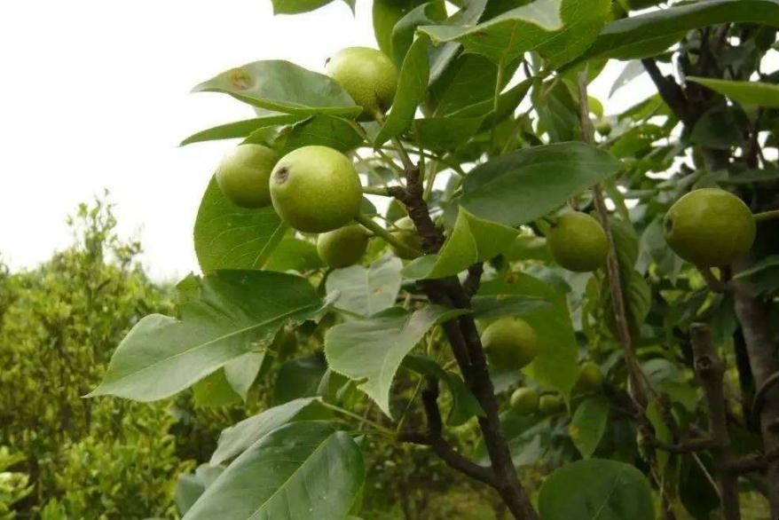 梨樹重施肥的好處是什麼