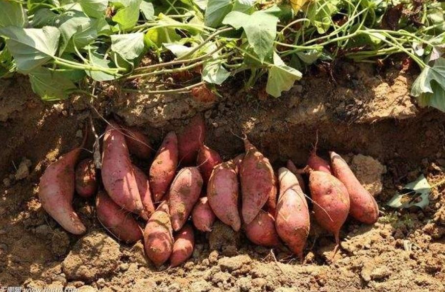 種紅薯如何使用鉀肥