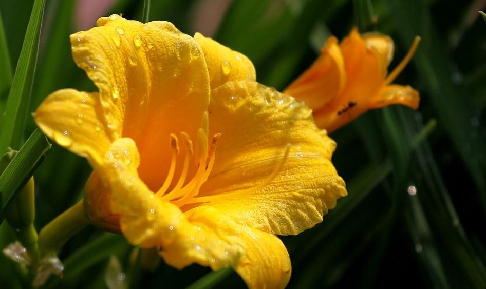 黃花常見品種有哪些