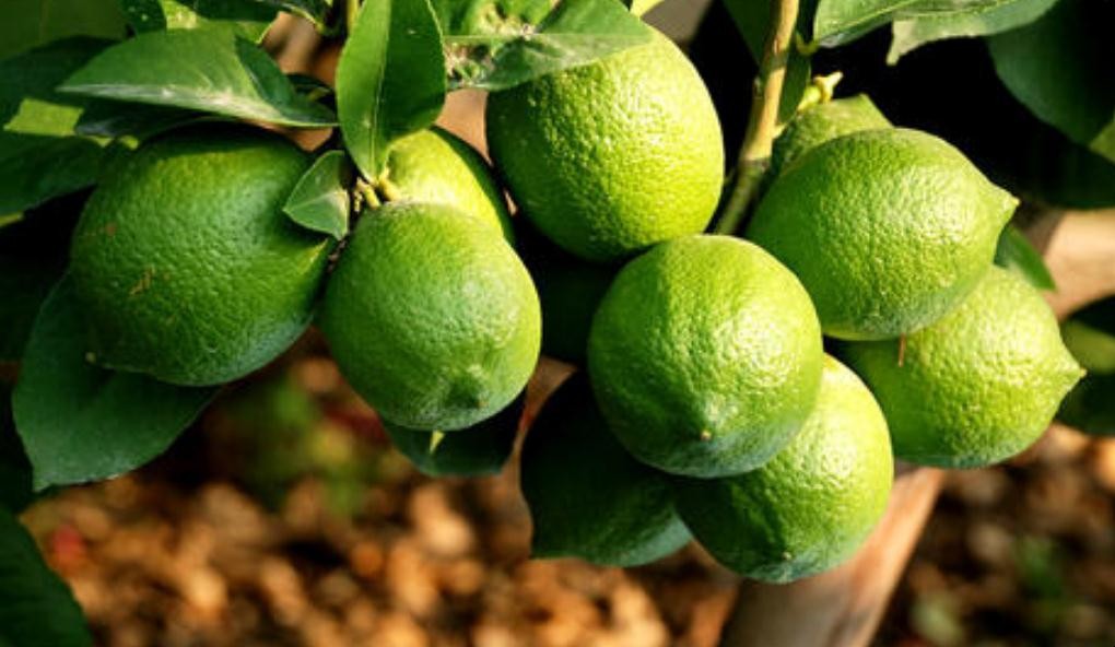 四季檸檬樹苗種植技術有哪些