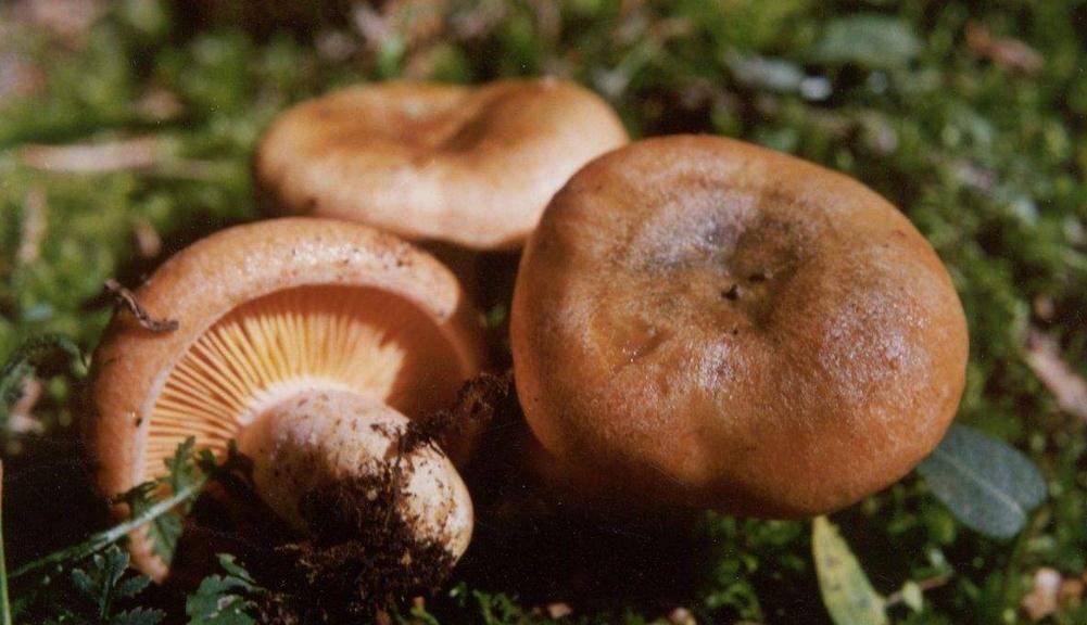 松乳菇可以人工種植嗎