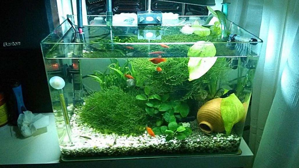 魚缸上面可以種植物嗎