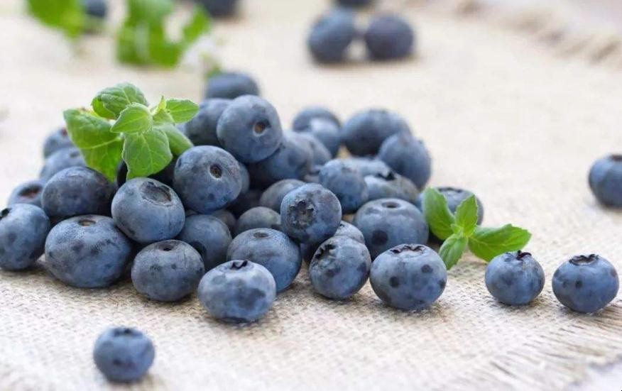 藍莓可以室內種植嗎