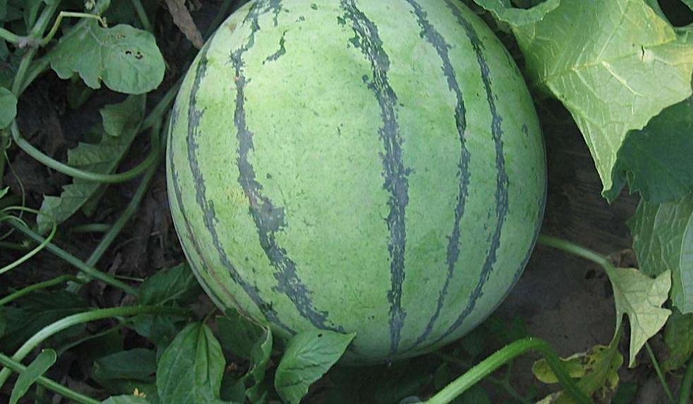 晚熟西瓜幾月份種植