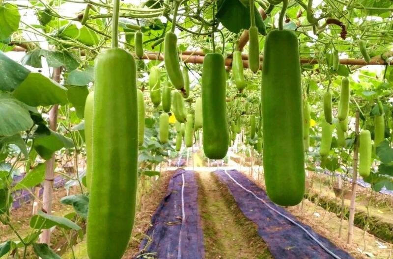 蒲瓜怎麼種植