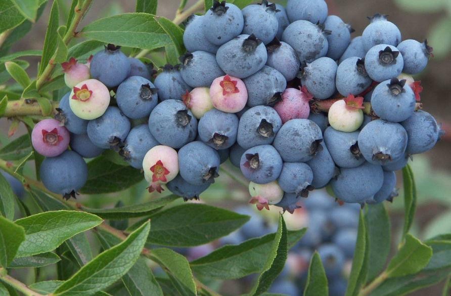 奧尼爾藍莓如何種植